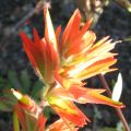 Day 4 - Hummocks - Paintbrush flower Day 4 - Hummocks - Paintbrush flower